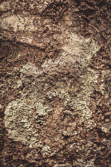 Image showing Lichen on tree bark