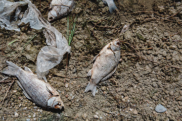 Image showing Dead fish on the pond.