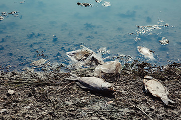 Image showing Dead fish on the pond.