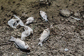 Image showing Dead fish on the pond.