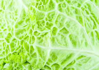 Image showing Cabbage Texture