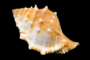 Image showing Conch