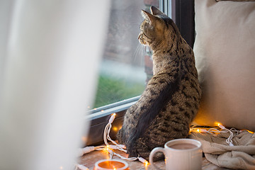 Image showing tabby cat looking through window at home