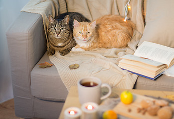 Image showing two cats lying on sofa at home