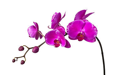 Image showing Purple orchid