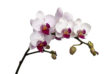 Image showing White orchid