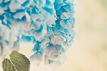 Image showing Soft blue Hydrangea