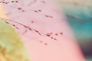 Image showing Twigs. Macro shot of tiny dry grass