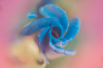 Image showing Macro shot of lisianthus