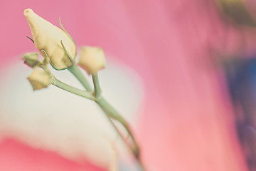 Image showing Macro shot of eustoma bud