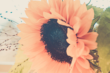 Image showing Macro shot of blooming sunflower