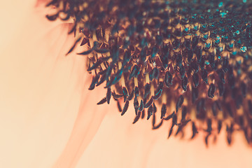 Image showing Macro shot of blooming sunflower