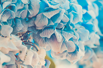 Image showing Soft blue Hydrangea