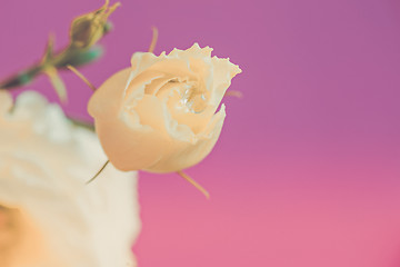 Image showing Macro shot of lisianthus bud