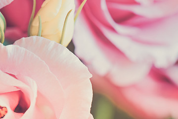 Image showing Close-up of eustoma