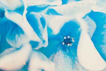 Image showing Macro shot of blue Hydrangea