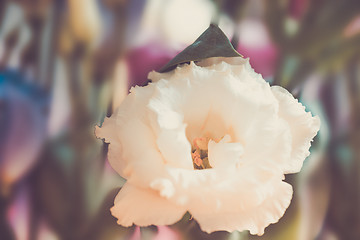 Image showing Close-up of lisianthus