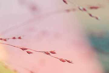 Image showing Twigs. Macro shot of tiny dry grass