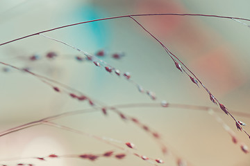 Image showing Twigs. Macro shot of tiny dry grass