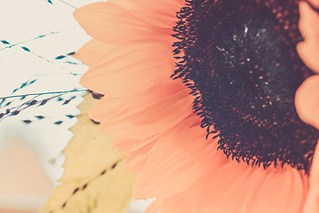 Image showing Macro shot of blooming sunflower