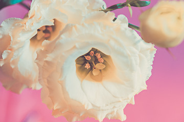 Image showing Macro shot of lisianthus