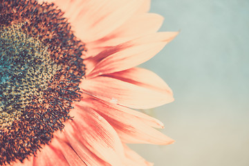 Image showing Macro shot of blooming sunflower