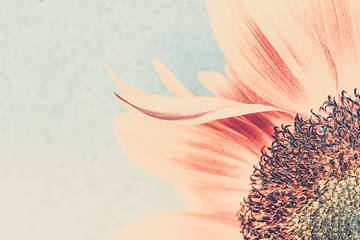 Image showing Macro shot of blooming sunflower