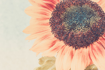 Image showing Macro shot of blooming sunflower