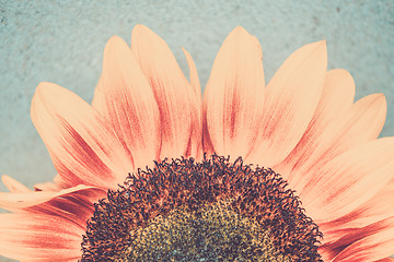 Image showing Macro shot of blooming sunflower. Conceptual image Sun Rising