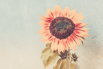 Image showing View of blooming sunflower