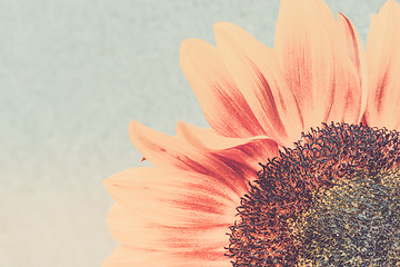 Image showing Macro shot of blooming sunflower