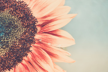 Image showing Macro shot of blooming sunflower