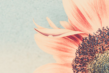 Image showing Macro shot of blooming sunflower