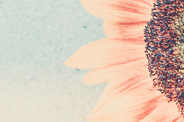 Image showing Macro shot of blooming sunflower