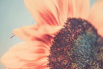 Image showing Macro shot of blooming sunflower