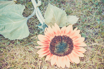 Image showing Shot of blooming sunflower