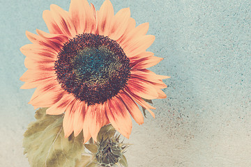 Image showing View of blooming sunflower near wall