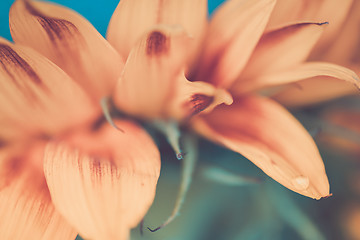 Image showing Macro shot of water drop