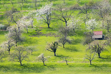 Image showing blossoming trees at spring time