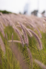 Image showing Alpine meadow