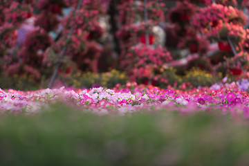 Image showing Dubai miracle garden