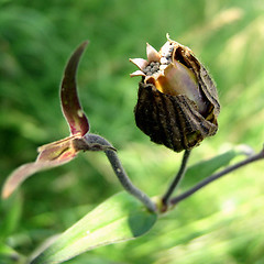 Image showing Dry flower with seeds on green background