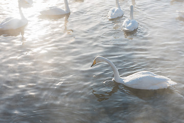 Image showing Beautiful white whooping swans