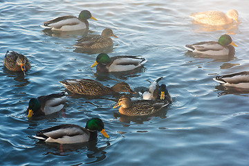 Image showing Duck swimming in lake