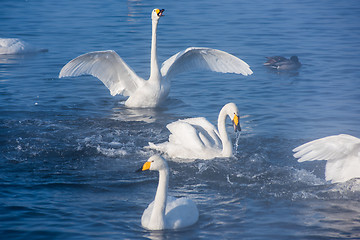 Image showing Beautiful white whooping swans