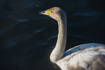 Image showing Beautiful white whooping swans