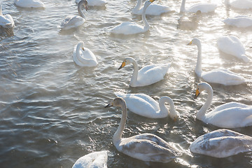 Image showing Beautiful white whooping swans