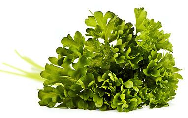 Image showing Parsley leaves