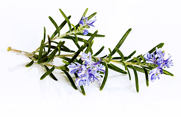 Image showing Blossoming twig of rosemary