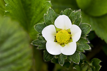 Image showing Garden strawberry flower